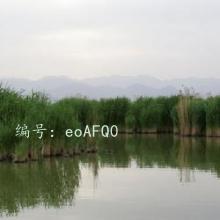ʶ